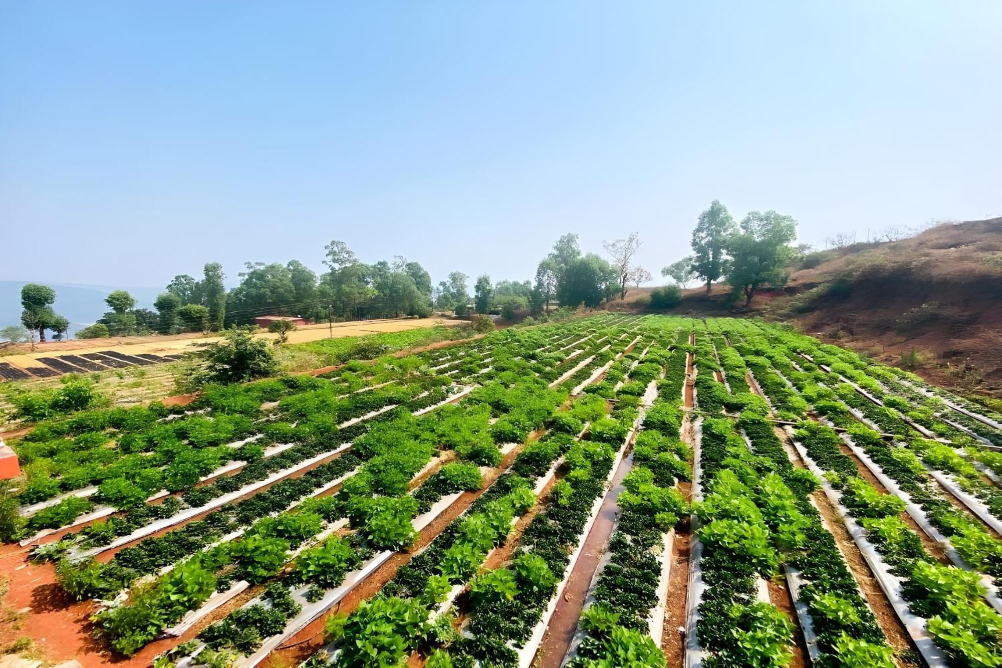 Greenland Stay Mahabaleshwar Bagian luar foto
